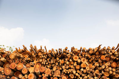 Eucalyptus wood arranged in layers, pile of eucalyptus wood logs ready for industry.