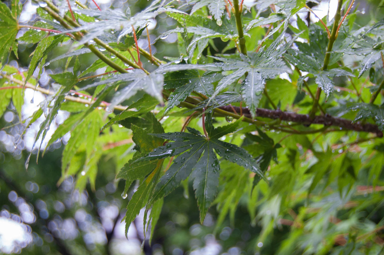 CLOSE-UP OF RAINDROPS ON TREE LEAVES