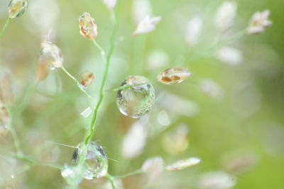 Close-up of water drops on flowering plant