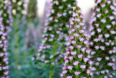 Close-up of flowers against blurred background