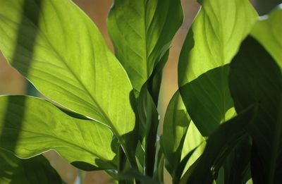 Close-up of fresh green leaves