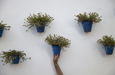 Hand touching blue potted plants on white wall