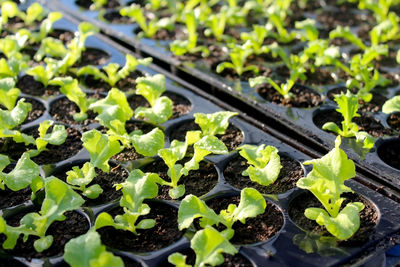 Close-up of plants growing in field