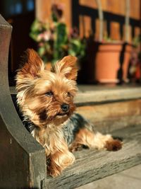 Close-up portrait of yorkshire terrier