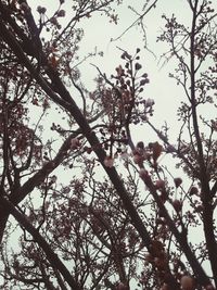 Low angle view of flowering tree against sky