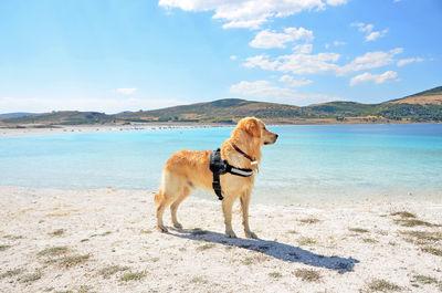 Dog standing on beach