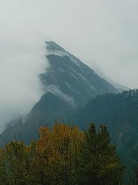 Scenic view of forest against sky