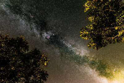 Low angle view of trees against star field at night