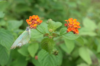 High angle view of moth on orange flowering plants growing in garden