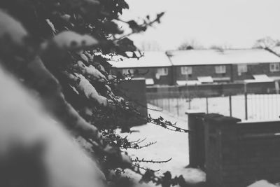 Close-up of tree against sky