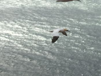 Seagull flying over sea