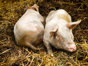 Close-up of pigs in animal pen