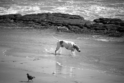 Dog walking on shore