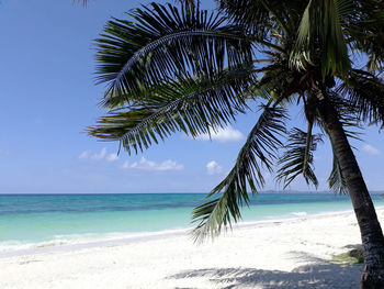 Palm trees on beach against sky