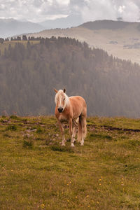 Horse in a field