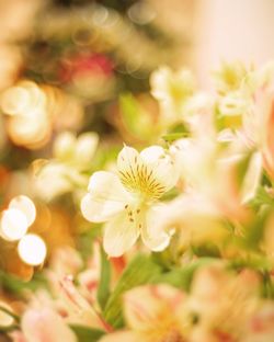 Close-up of flowers blooming outdoors