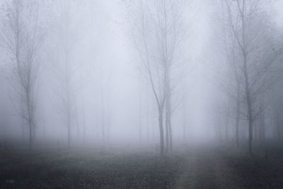 Bare trees in forest during winter