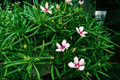 Close-up of pink flowering plant