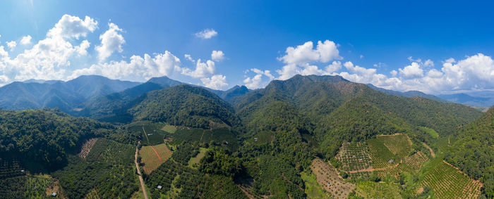 Landscape aerial view mountain range and agricultural tangerine farmland in valley at chiangmai 