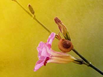 Close-up of pink flower