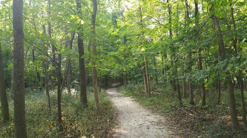 Dirt road amidst trees in forest