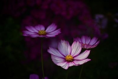 Close-up of pink cosmos flower