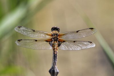 Close-up of damselfly on leaf