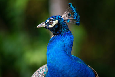 Close-up of peacock