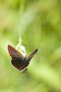 Close-up of butterfly on leaf