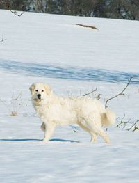 Portrait of dog in snow