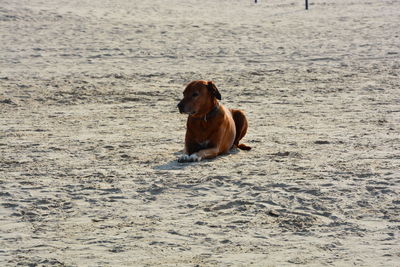 Dog lying on sand at beach