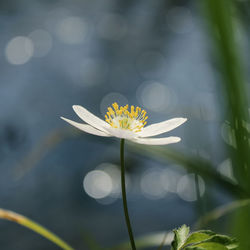 Close-up of daisy flower