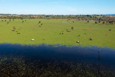 Aerial view of the flooded pasture with horses, lonjsko polje, croatia