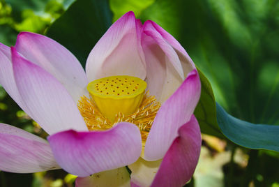 Close-up of pink lotus water lily