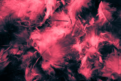 Full frame shot of feather
