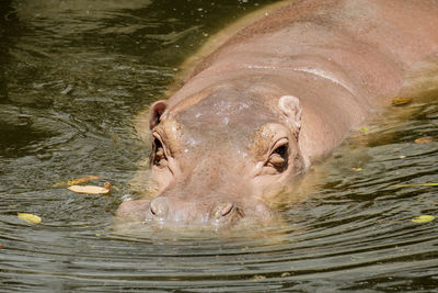 Hippopotamus sleep in the water