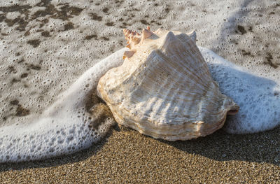 High angle view of shells on sand