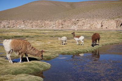 View of sheep drinking water in a lake