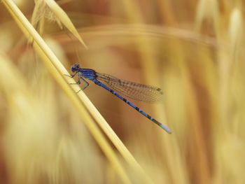 Close-up of dragonfly on plant against blurred background