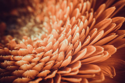 Full frame shot of red rose flower