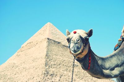 Camel poses in front of pyramid