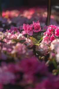 Close-up of pink flowering plant