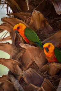 Close-up of parrot perching on nest