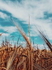 Close-up of stalks in field against cloudy sky