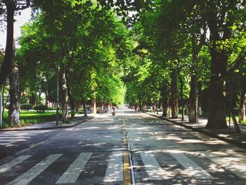 Road passing through tree-lined streets