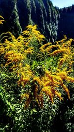 Close-up of yellow flowers in forest