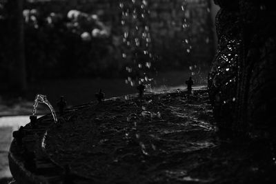 Close-up of birds in water