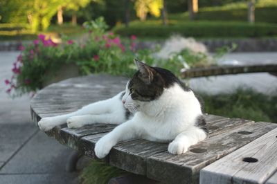 Cat relaxing on footpath