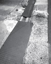 Low section of legs on road