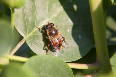 Worker bee standing worker bee standing on a caper leaf